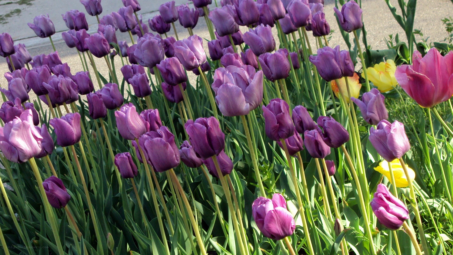 purple tulips in a garden