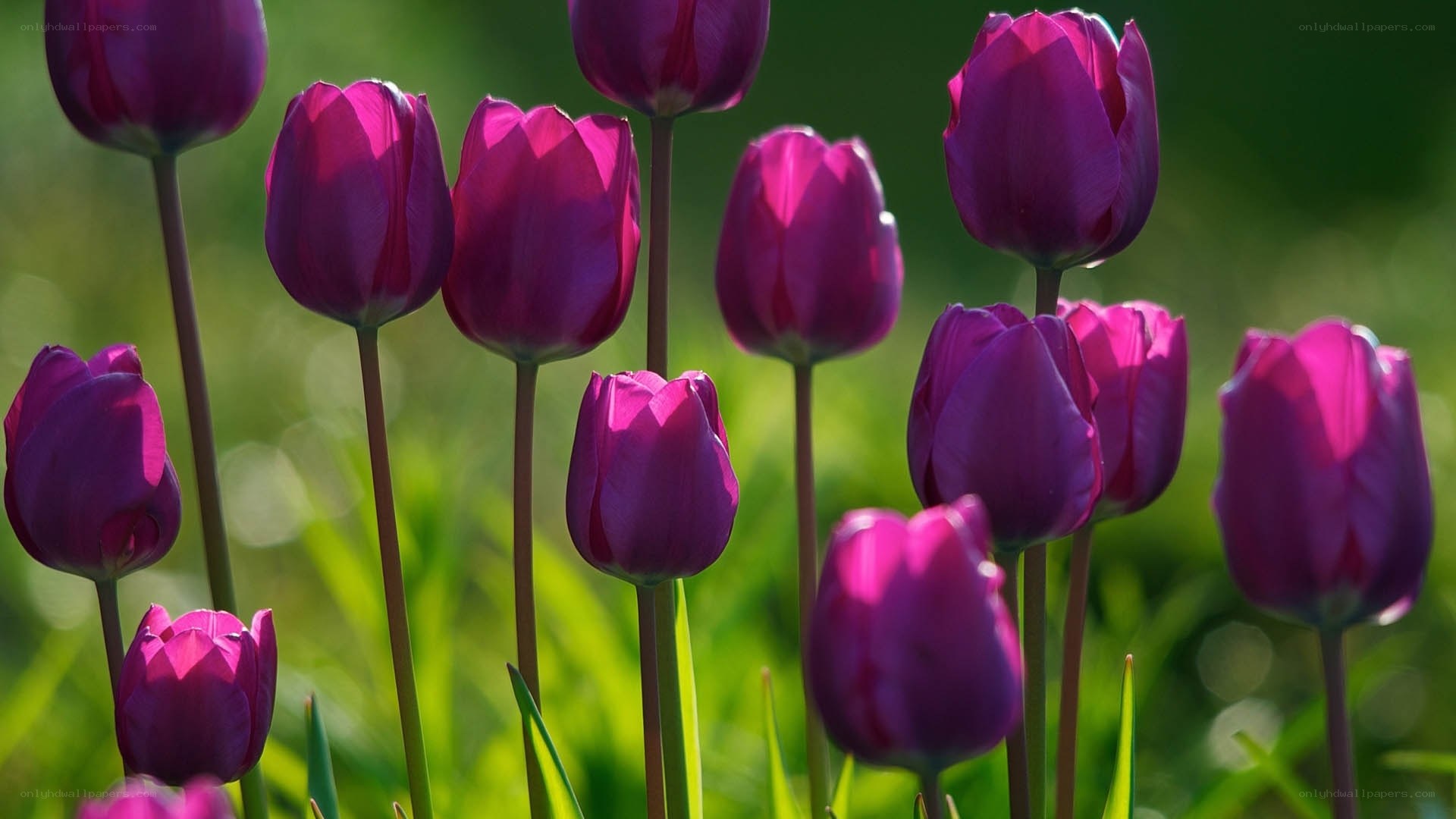 Purple tulips in a garden
