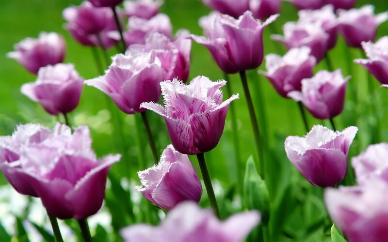 Purple tulips in a garden