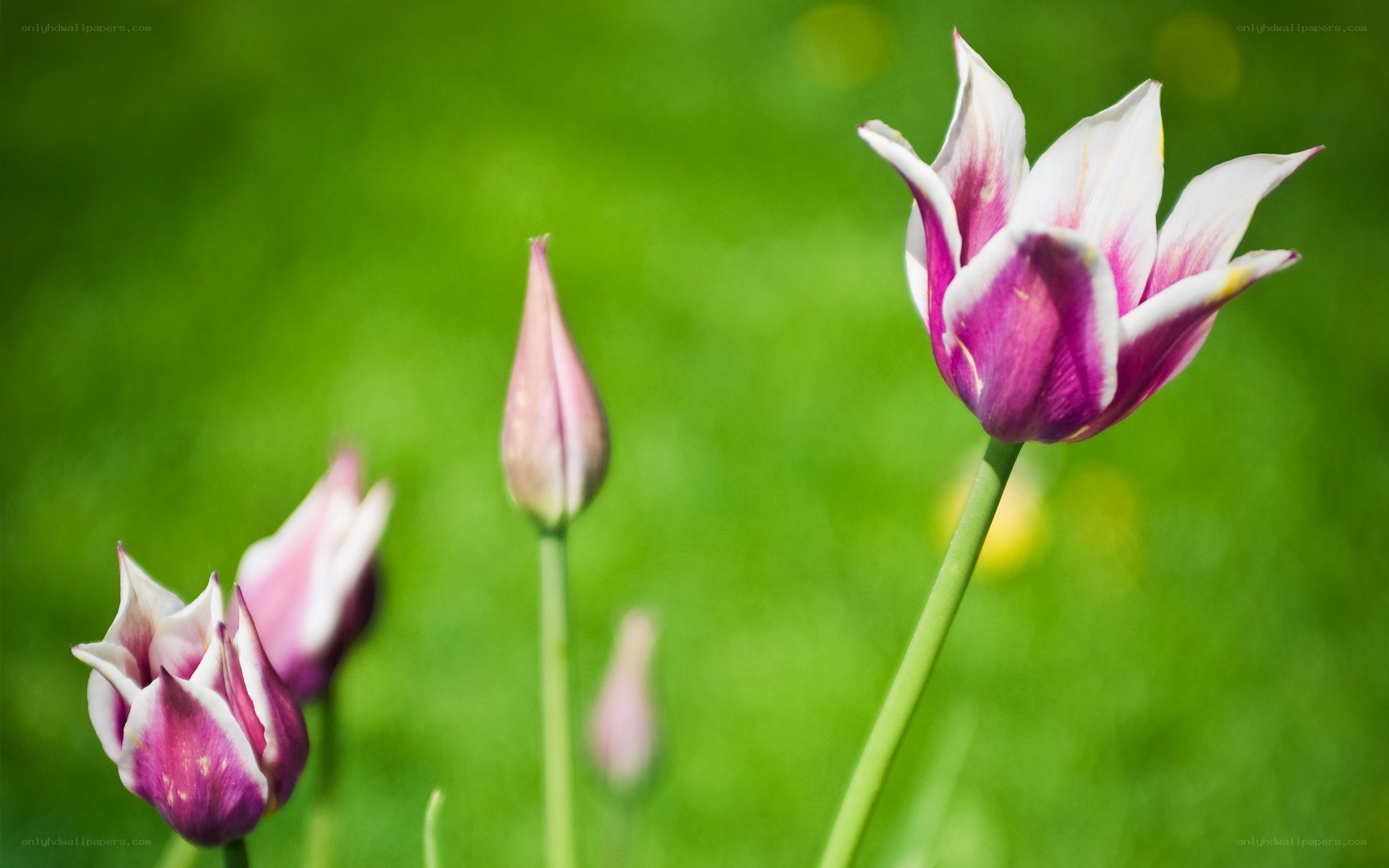 Purple tulips in a green field