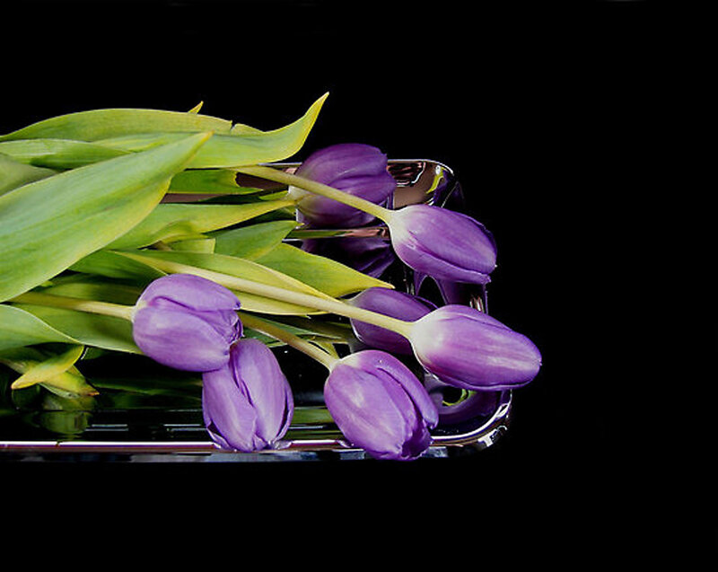 Purple Tulips in a Tray