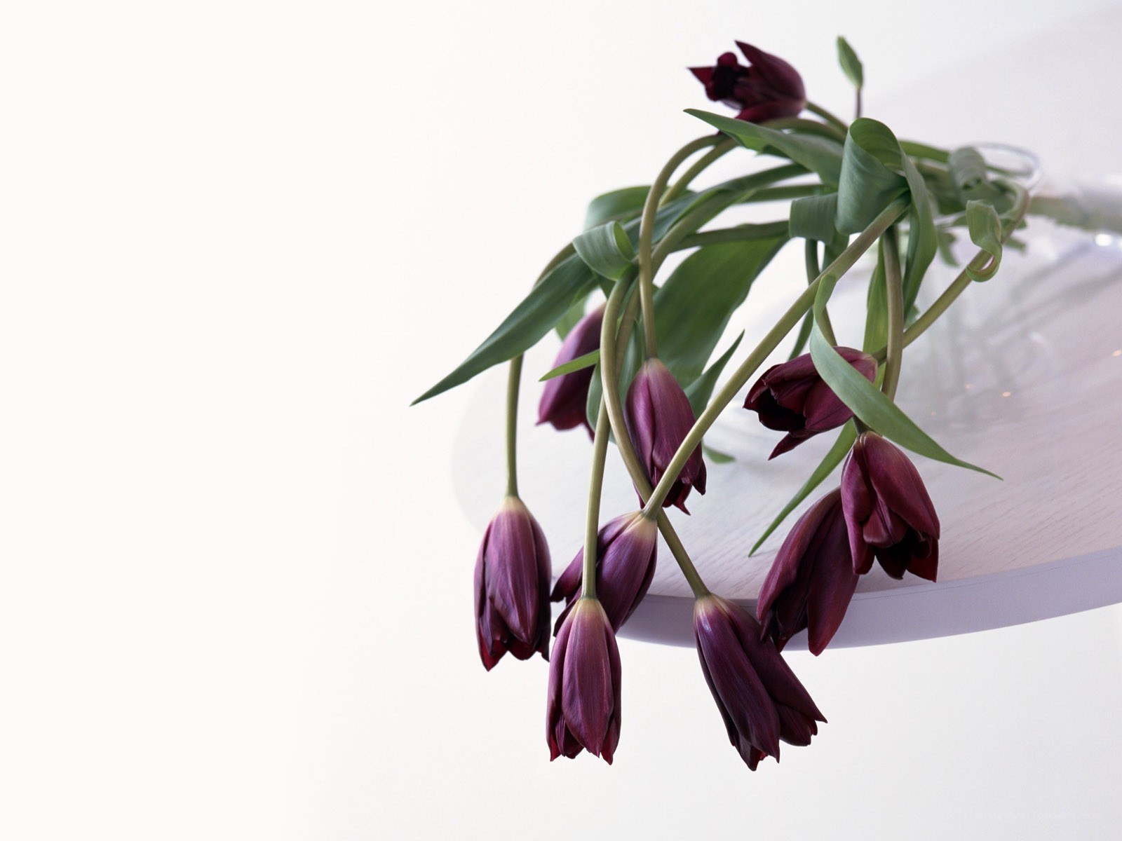 Purple tulips in a vase