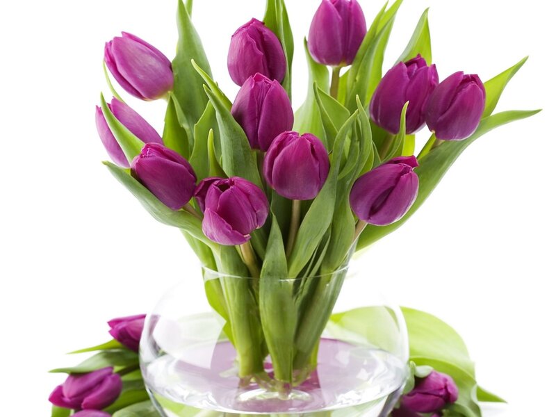 Purple tulips in a vase