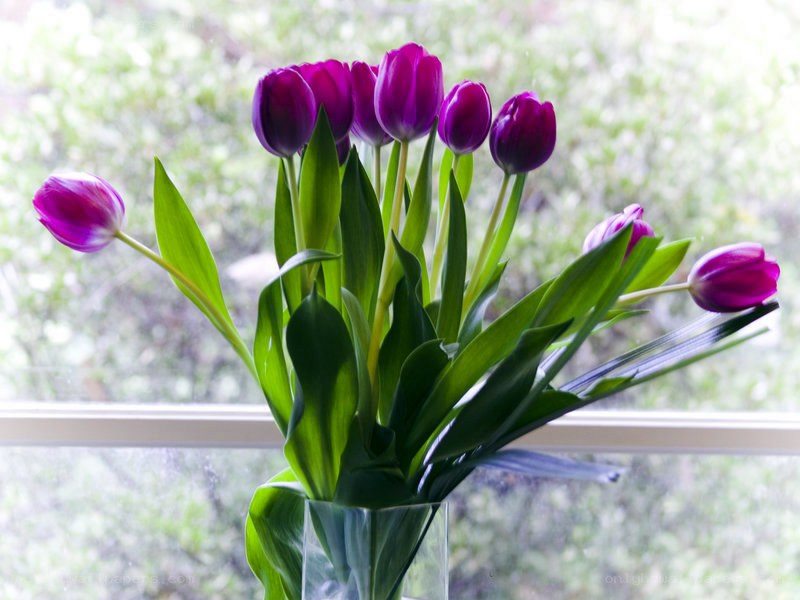 Purple tulips in a vase