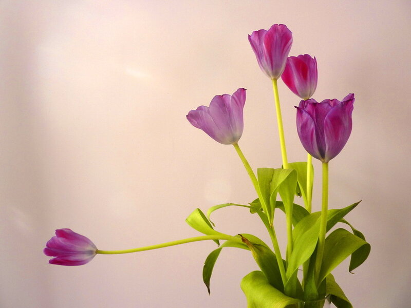 Purple Tulips in a Vase — Calm