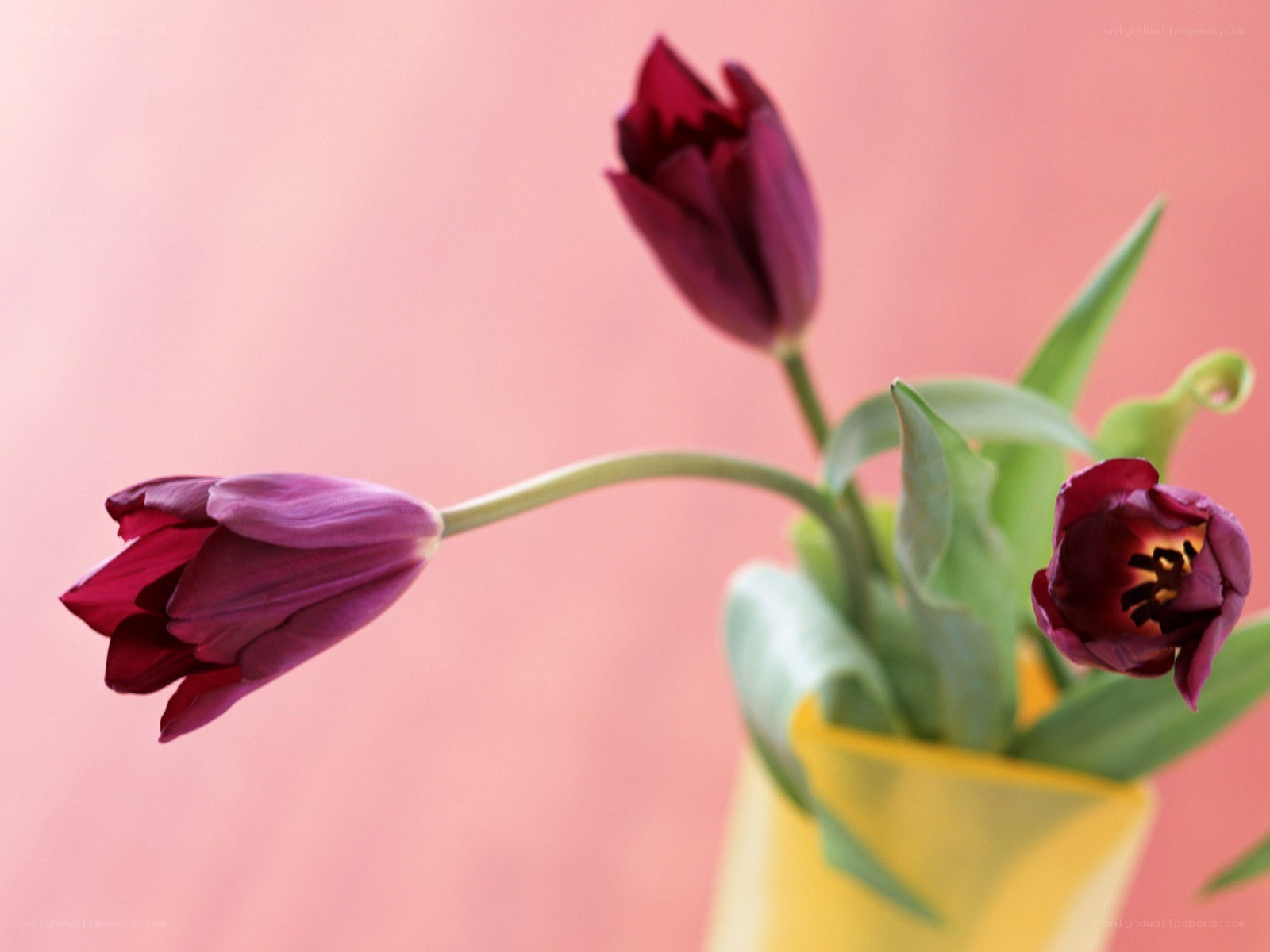 Purple tulips in a yellow vase