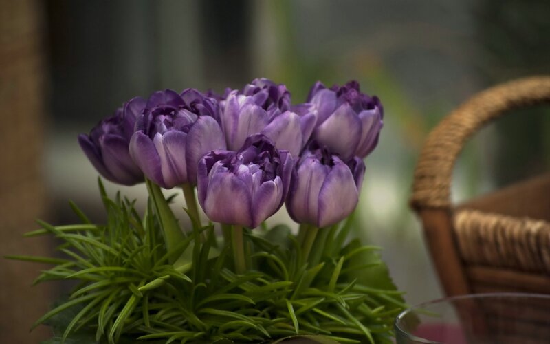 Purple Tulips in Basket — Calm, Photograph, Greenery, Glass