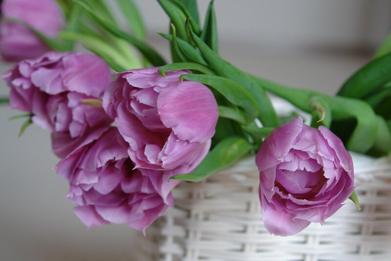 Purple Tulips in Basket — Calm, Photograph