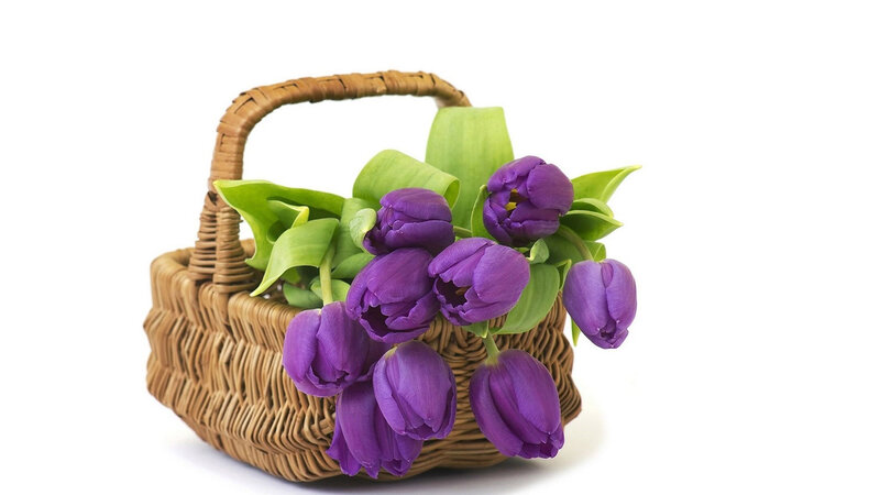 Purple Tulips in Basket — Calm, Spring, Photograph, Leaves