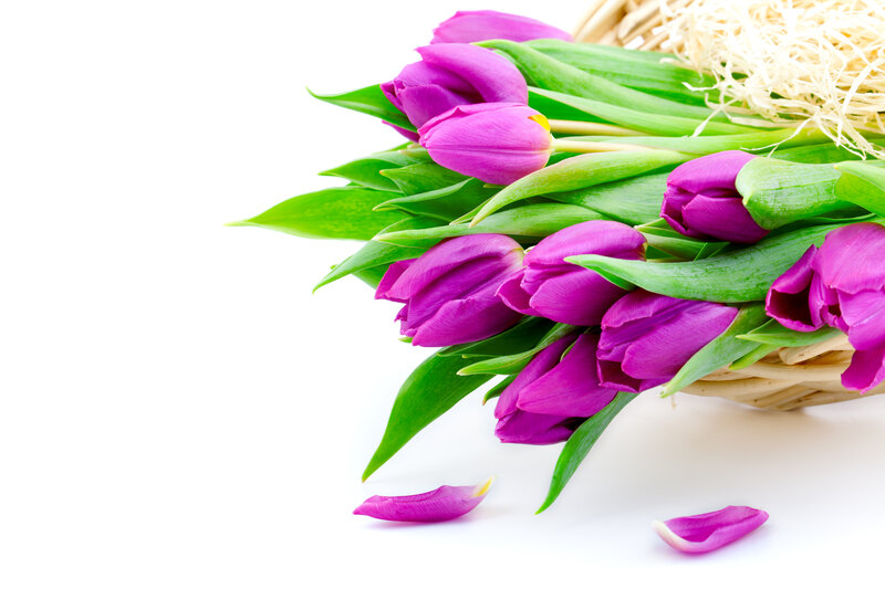 Purple Tulips in Basket — Calm, Spring