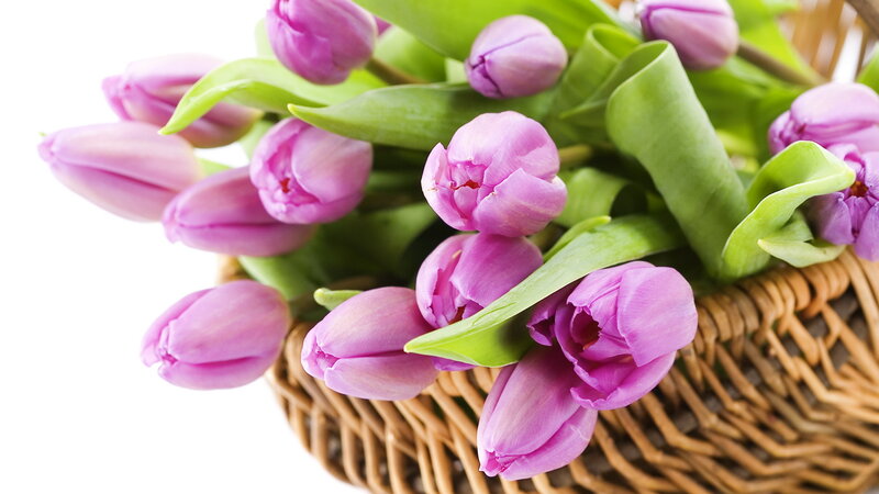 Purple Tulips in Basket — Calm