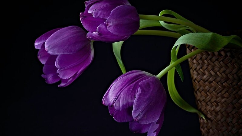 Purple Tulips in Basket — Dramatic, Photograph, Green Stems