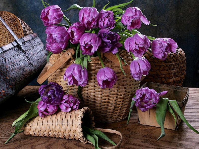 Purple Tulips in Baskets — Calm, Photograph