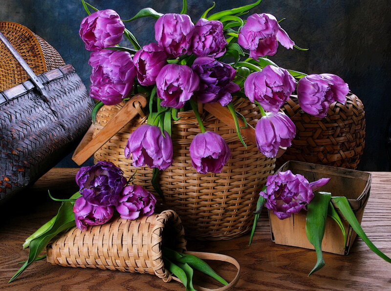 Purple Tulips in Baskets — Calm