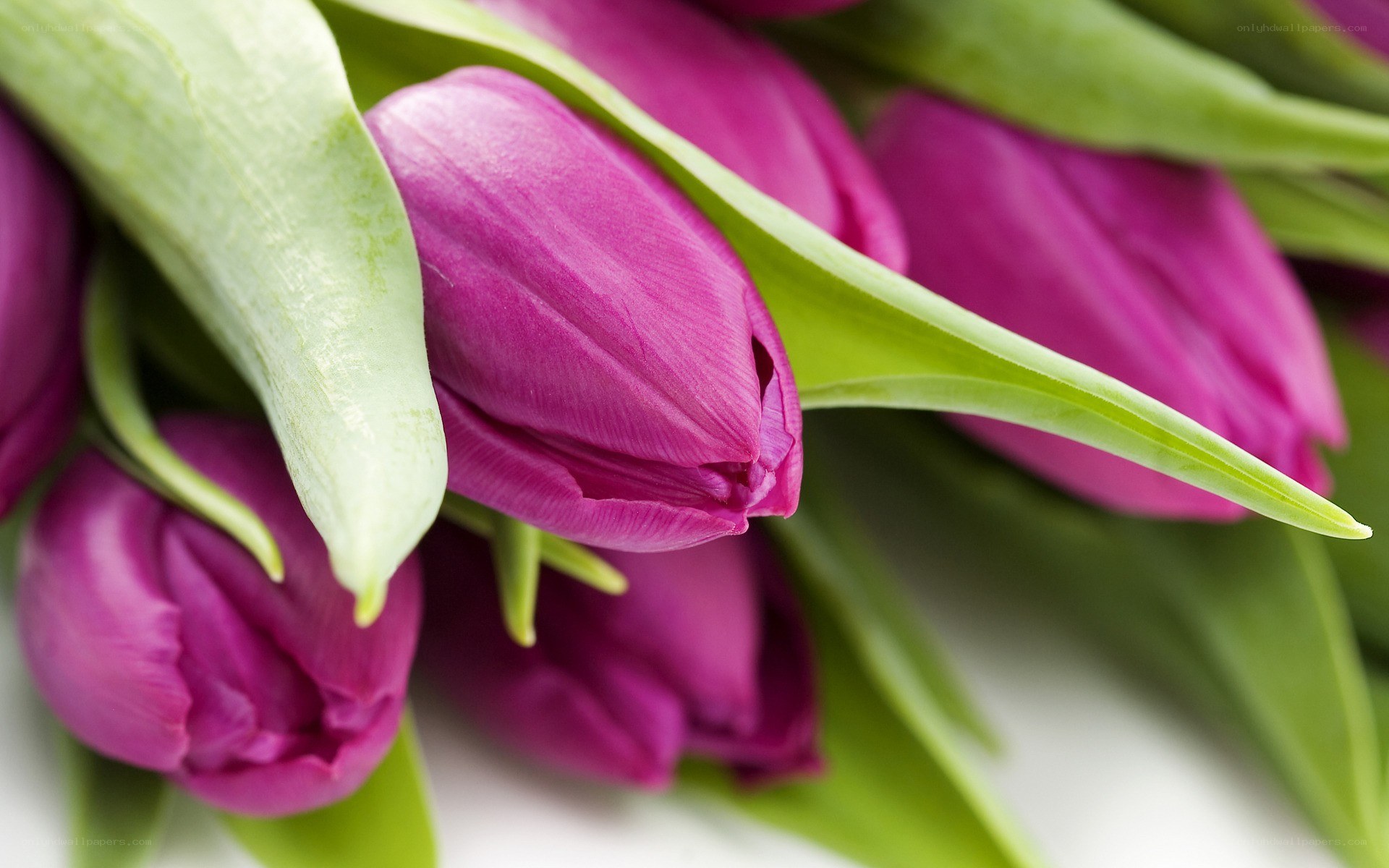 Purple tulips in bloom