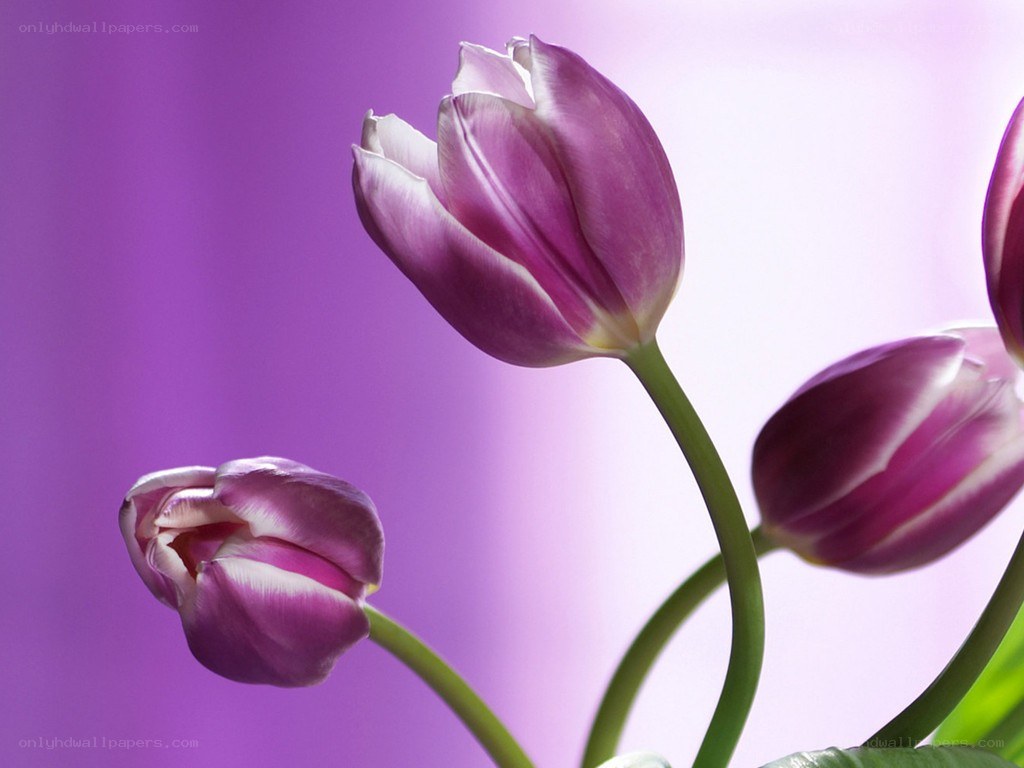 Purple tulips in bloom