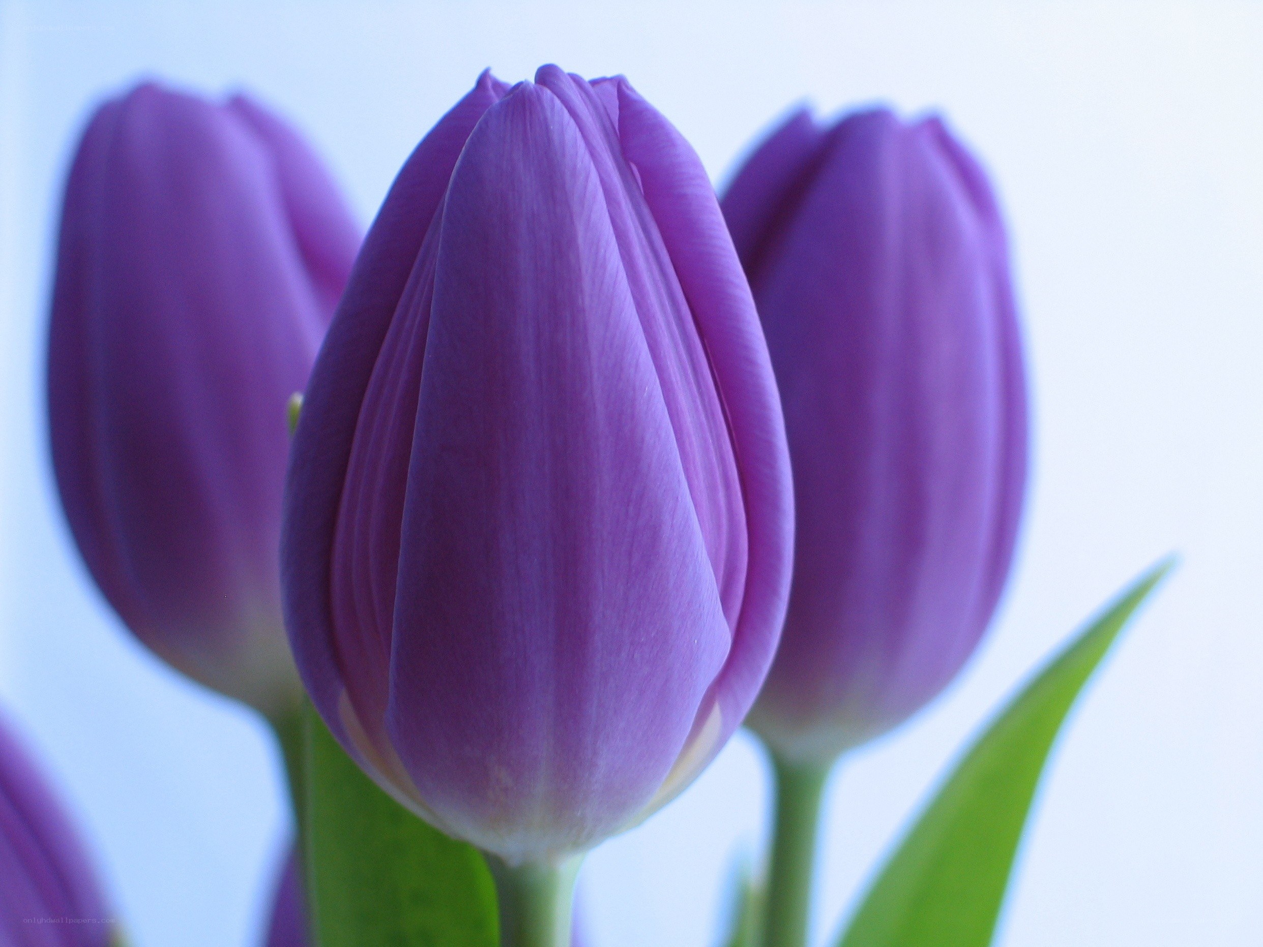 Purple tulips in bloom