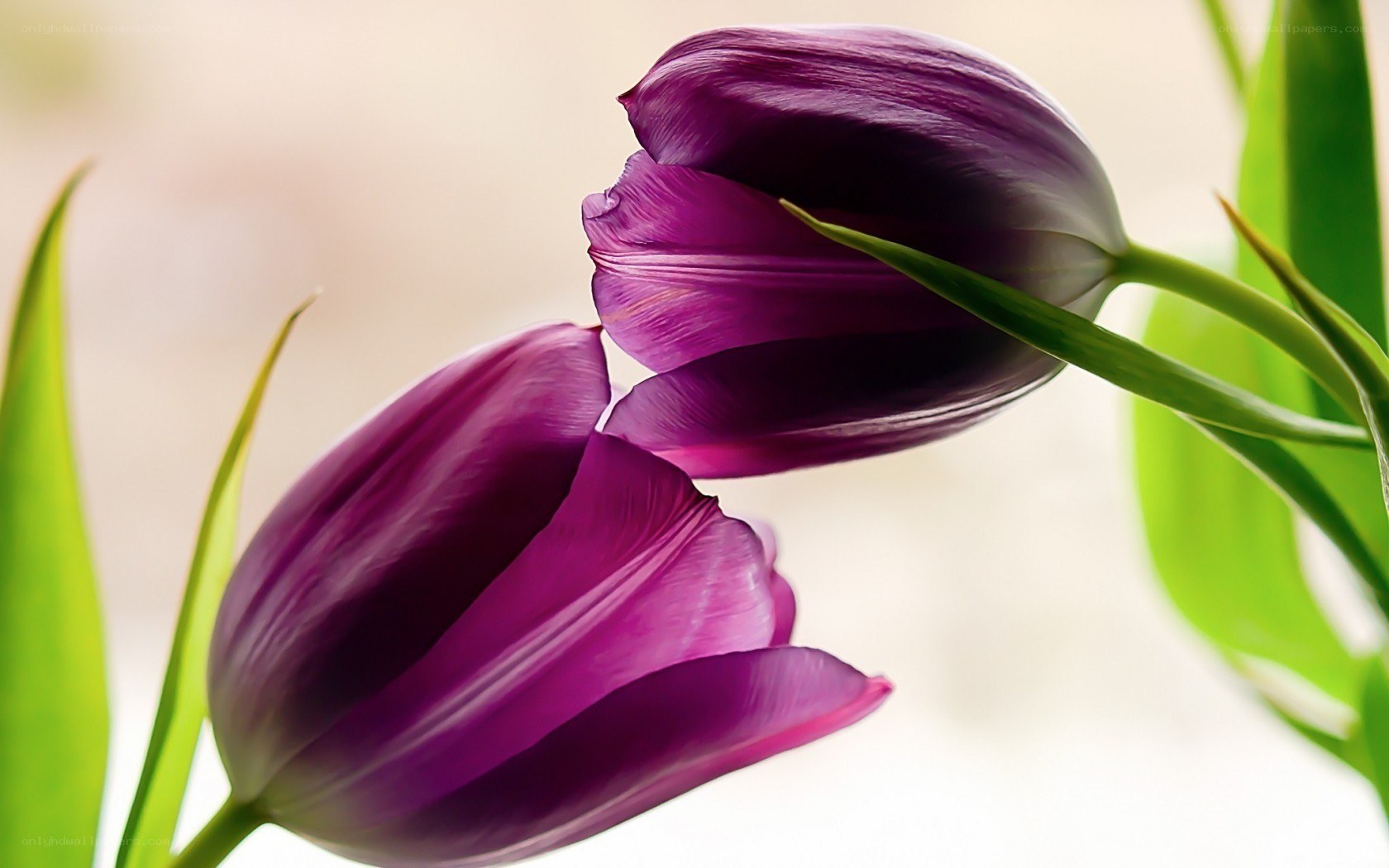 Purple tulips in bloom