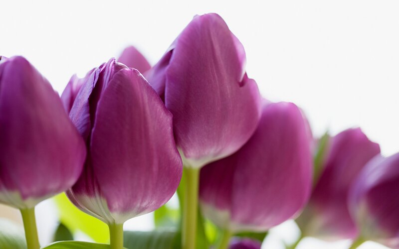 Purple tulips in bloom