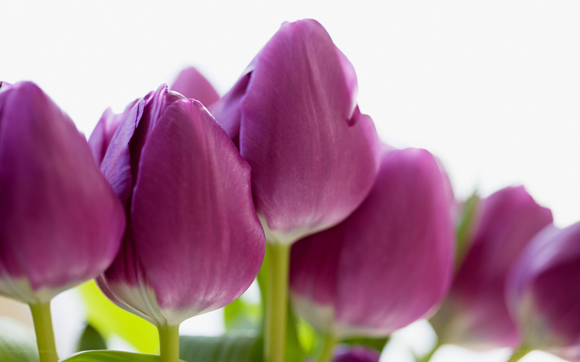 Purple tulips in bloom