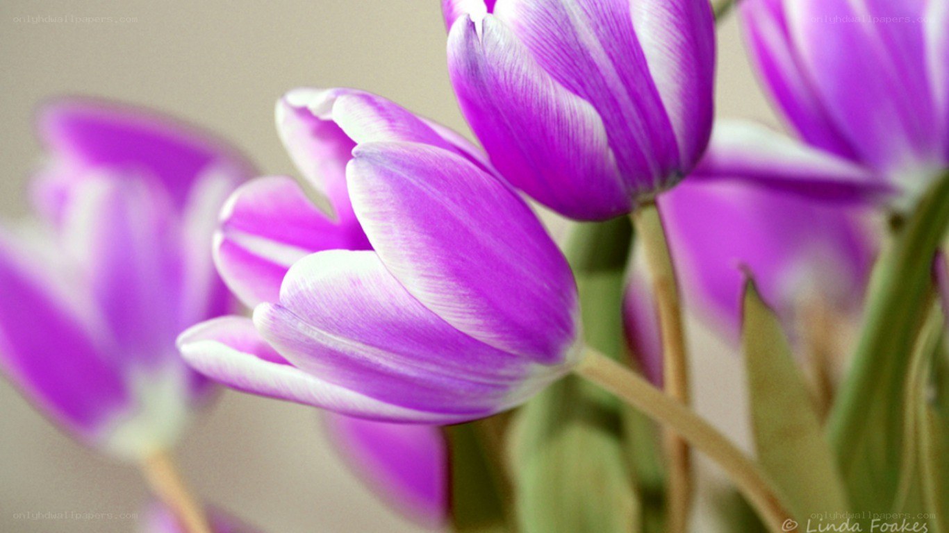 purple tulips in bloom