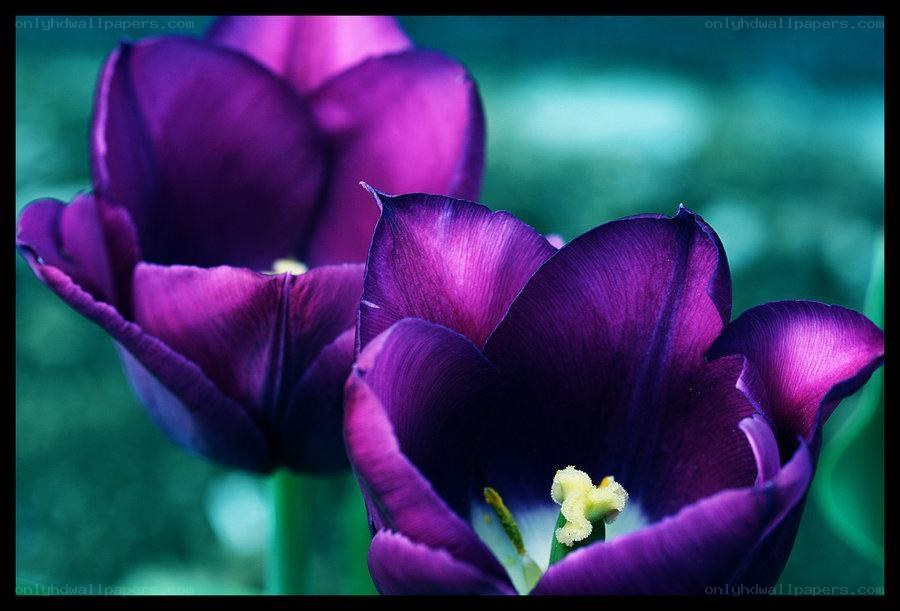 Purple tulips in bloom
