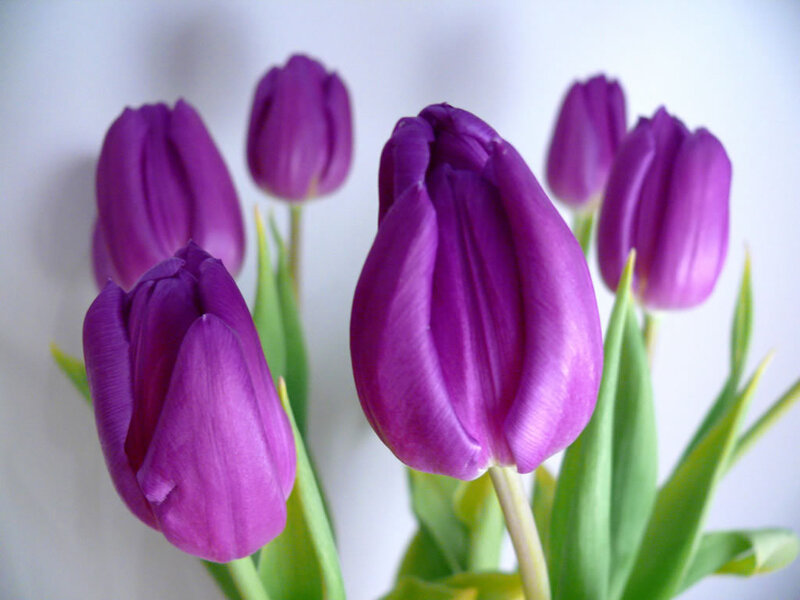 Purple tulips in bloom