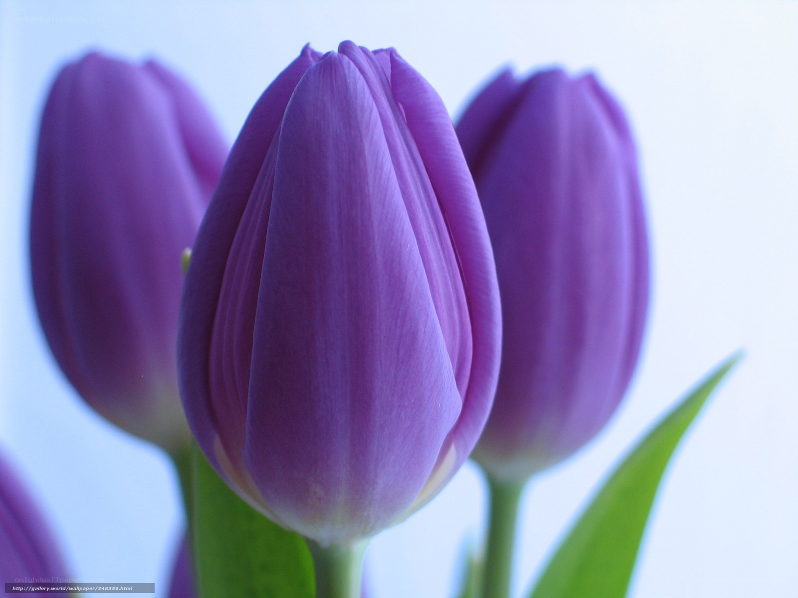 Purple tulips in bloom
