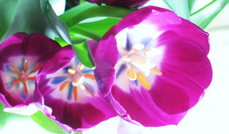 Purple Tulips in Bloom — Bright