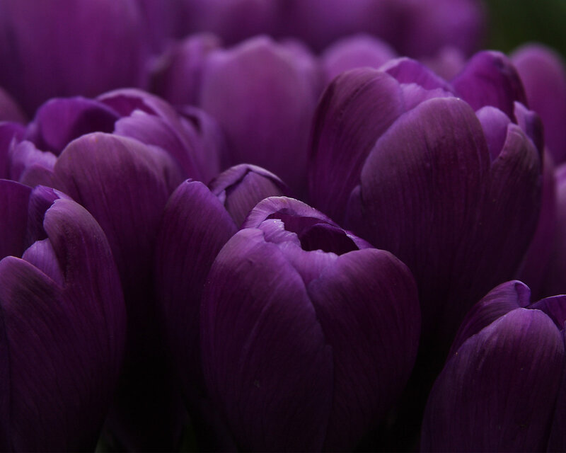 Purple Tulips in Bloom — Calm, Photograph