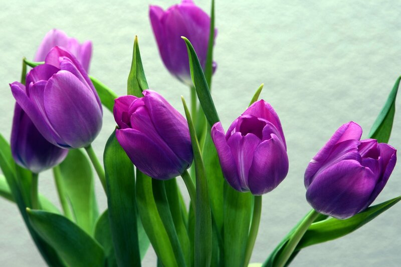 Purple Tulips in Bloom — Calm, Spring, Photograph, Green Leaves