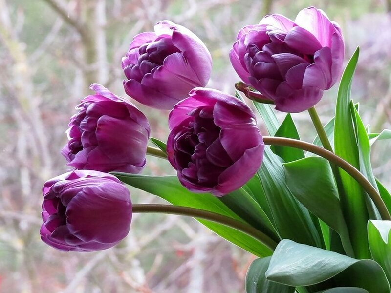 Purple Tulips in Bloom — Calm, Spring, Photograph, Green Leaves, Window