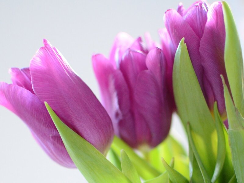 Purple Tulips in Bloom — Calm, Spring, Photograph