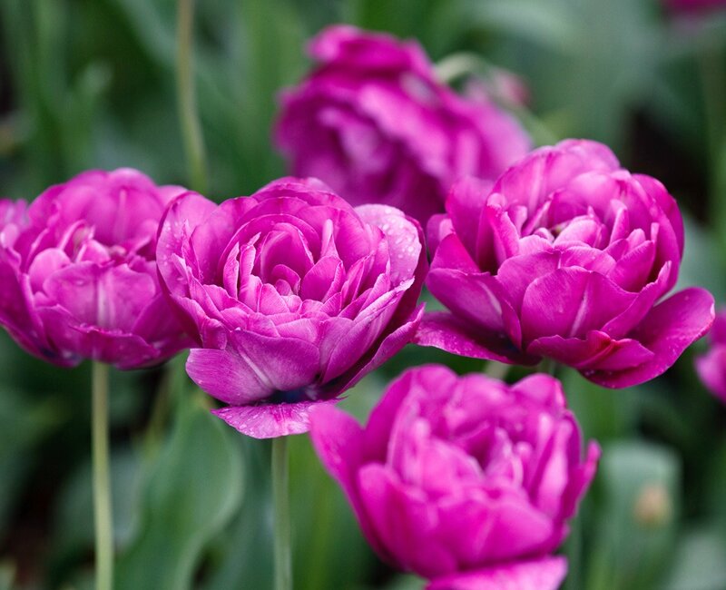 Purple Tulips in Bloom — Calm, Spring