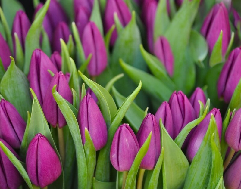Purple Tulips in Bloom — Calm