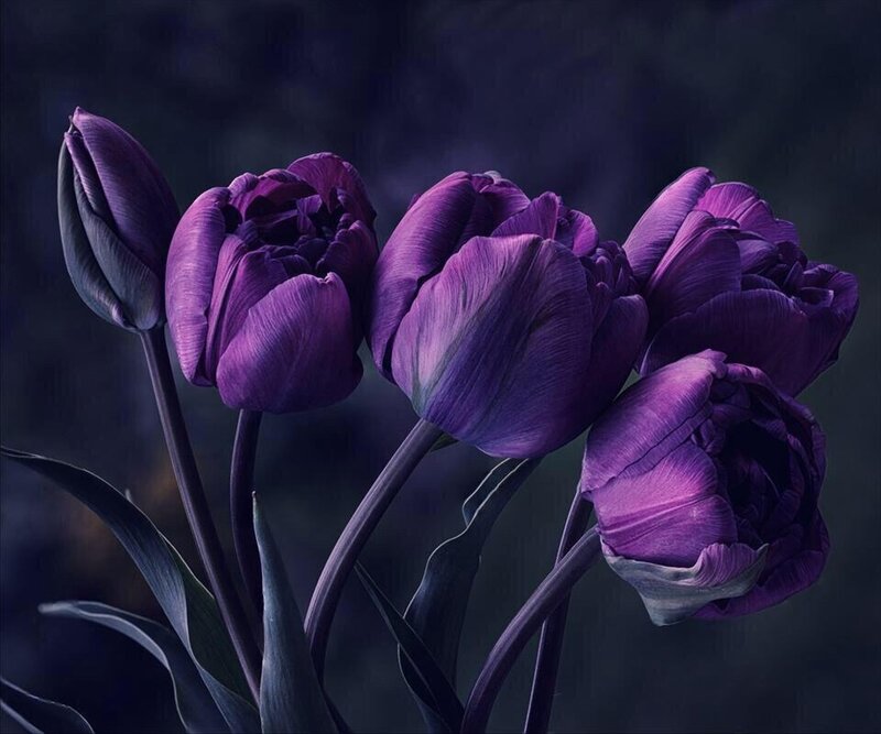 Purple Tulips in Bloom — Dramatic, Night, Photograph, Buds