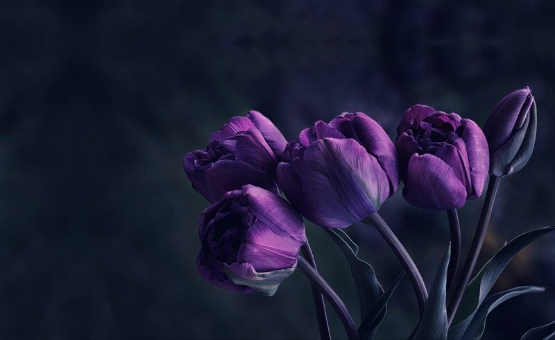 Purple Tulips in Bloom — Dramatic, Night, Photograph, Flowers, Stems