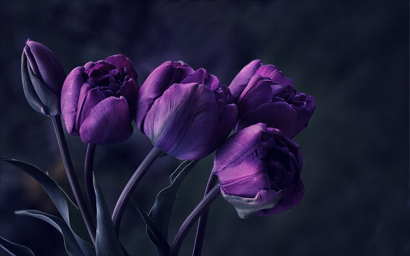 Purple Tulips in Bloom — Dramatic, Night, Photograph, Flowers