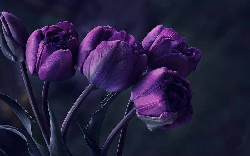 Purple Tulips in Bloom — Dramatic, Night, Photograph