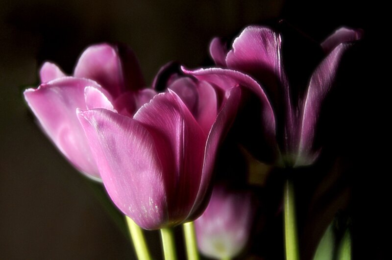 Purple Tulips in Bloom — Dramatic, Photograph, Flowers, Stems