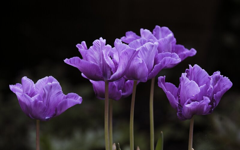 Purple Tulips in Bloom — Dramatic, Photograph, Flowers