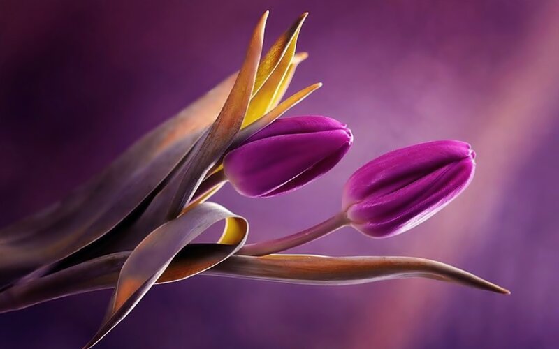 Purple Tulips in Bloom — Dramatic, Photograph, Leaves