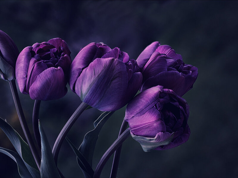 Purple Tulips in Bloom — Dramatic, Photograph
