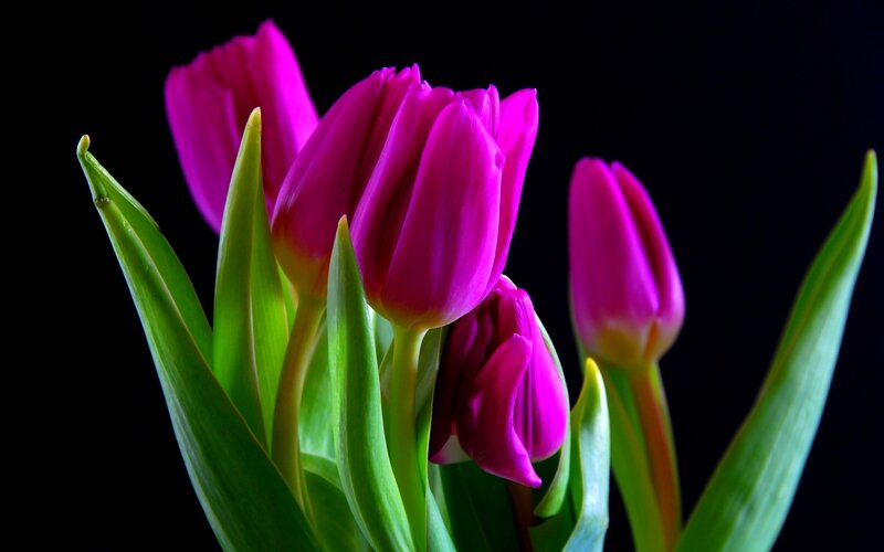 Purple Tulips in Bloom — Dramatic