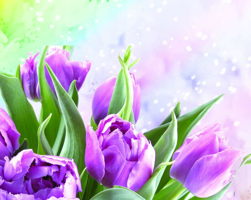 Purple Tulips in Bloom — Dreamy