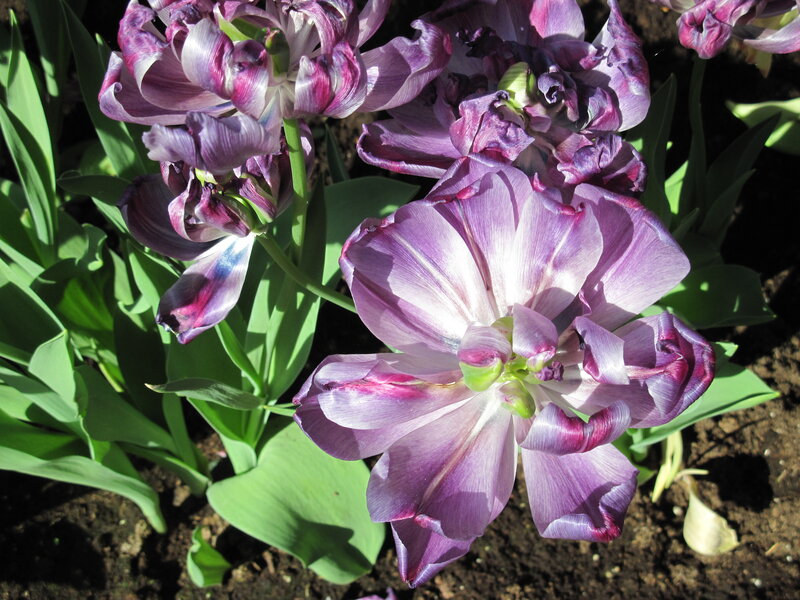 Purple Tulips in Bloom — Serene, Afternoon