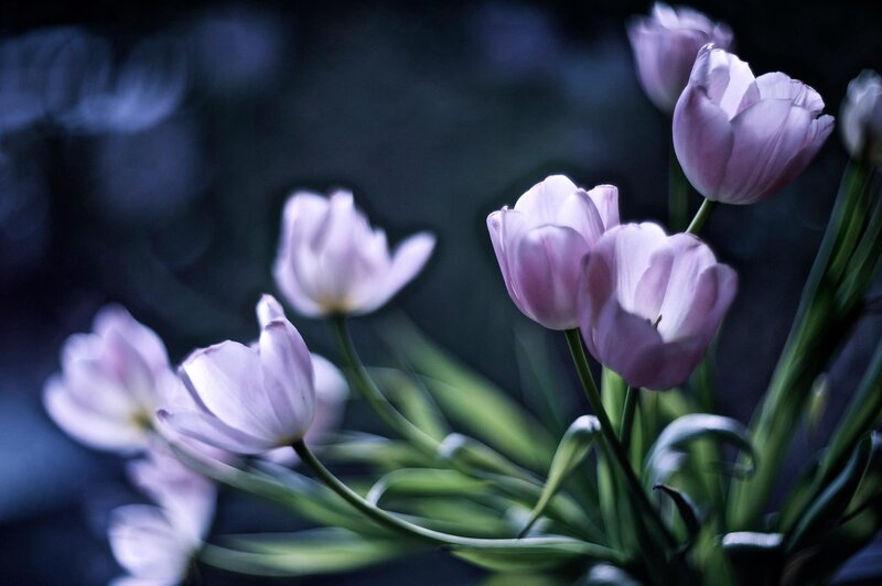 Purple Tulips in Bloom — Serene, Photograph, Flowers, Stems