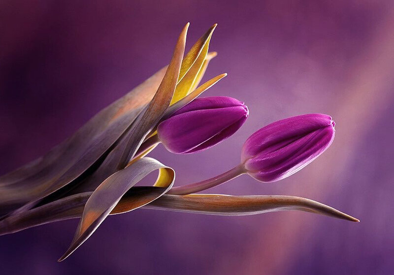 Purple Tulips in Bloom — Serene, Photograph, Flowers