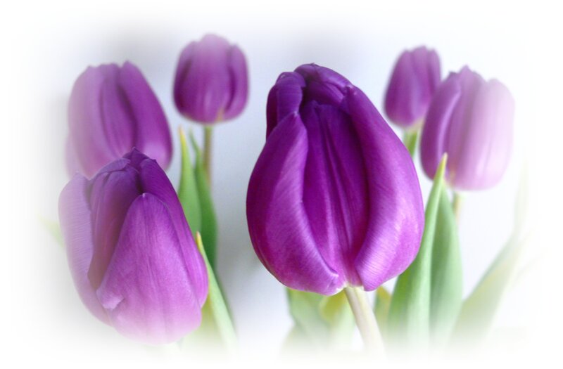 Purple Tulips in Bloom — Serene, Photograph