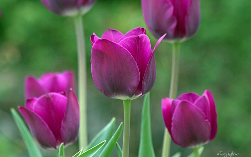 Purple Tulips in Bloom — Serene, Spring, Photograph, Green Leaves, Stems